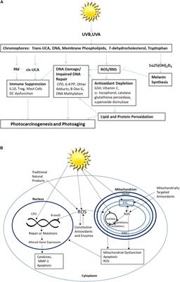 Targeting Mitochondrial Oxidative Stress to Mitigate UV-Induced Skin Damage